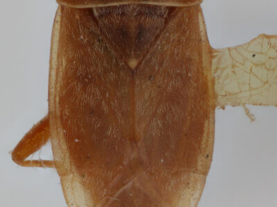 dorsal view of adult Agnocoris pulverulentus 