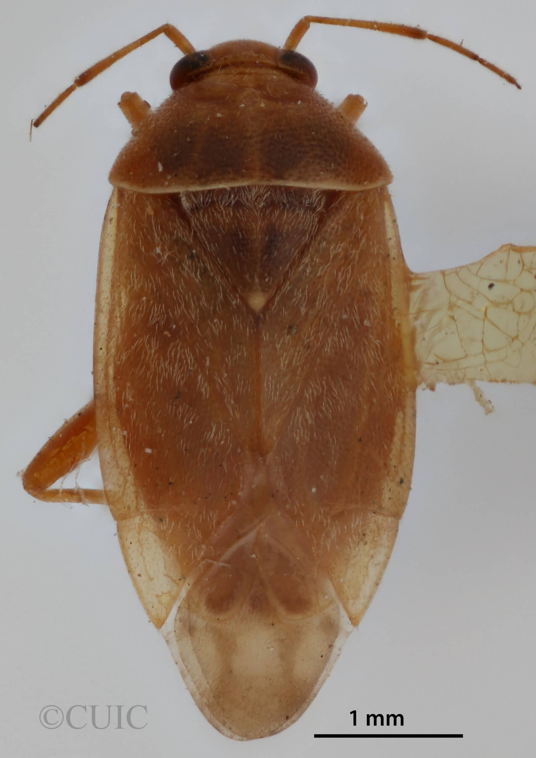 dorsal view of adult Agnocoris pulverulentus 