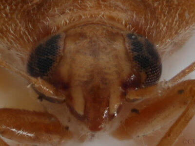 adult Agnocoris pulverulentus 