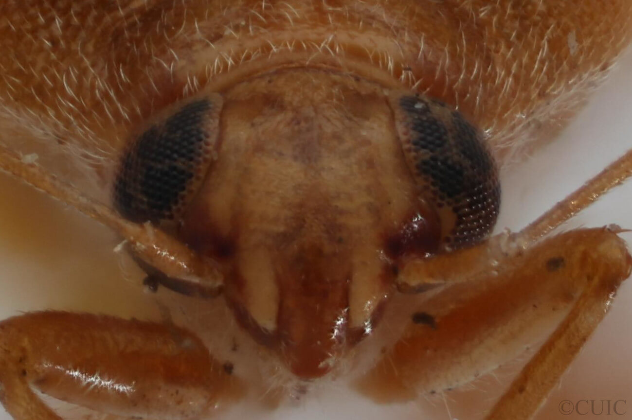 adult Agnocoris pulverulentus 