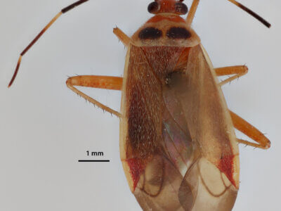 dorsal view of adult Adelphocoris rapidus