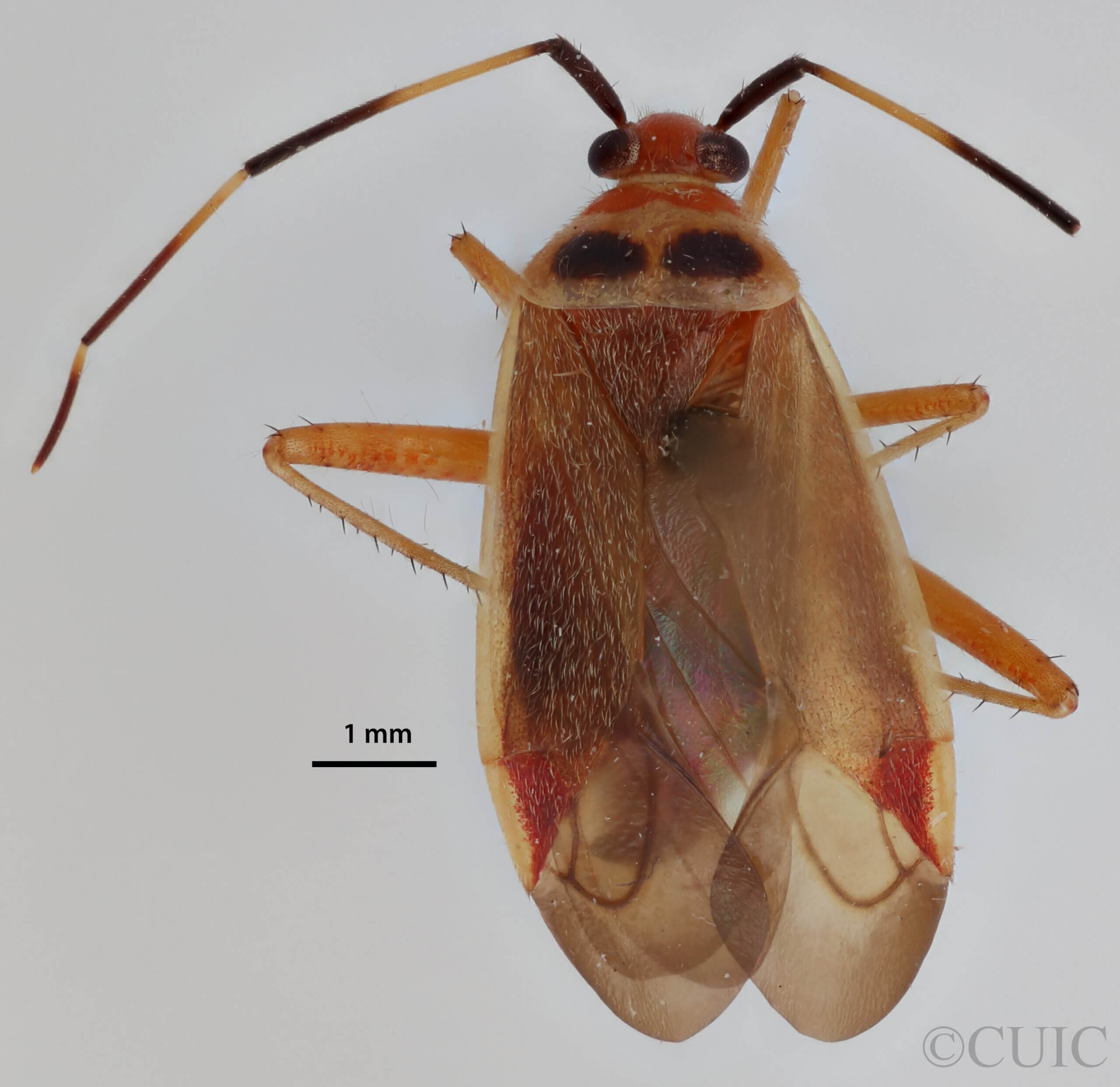 dorsal view of adult Adelphocoris rapidus