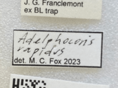 label view of adult Adelphocoris rapidus