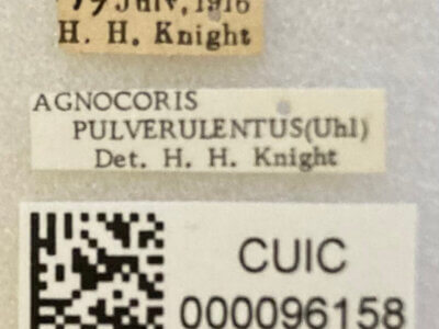 label view of adult Agnocoris pulverulentus 
