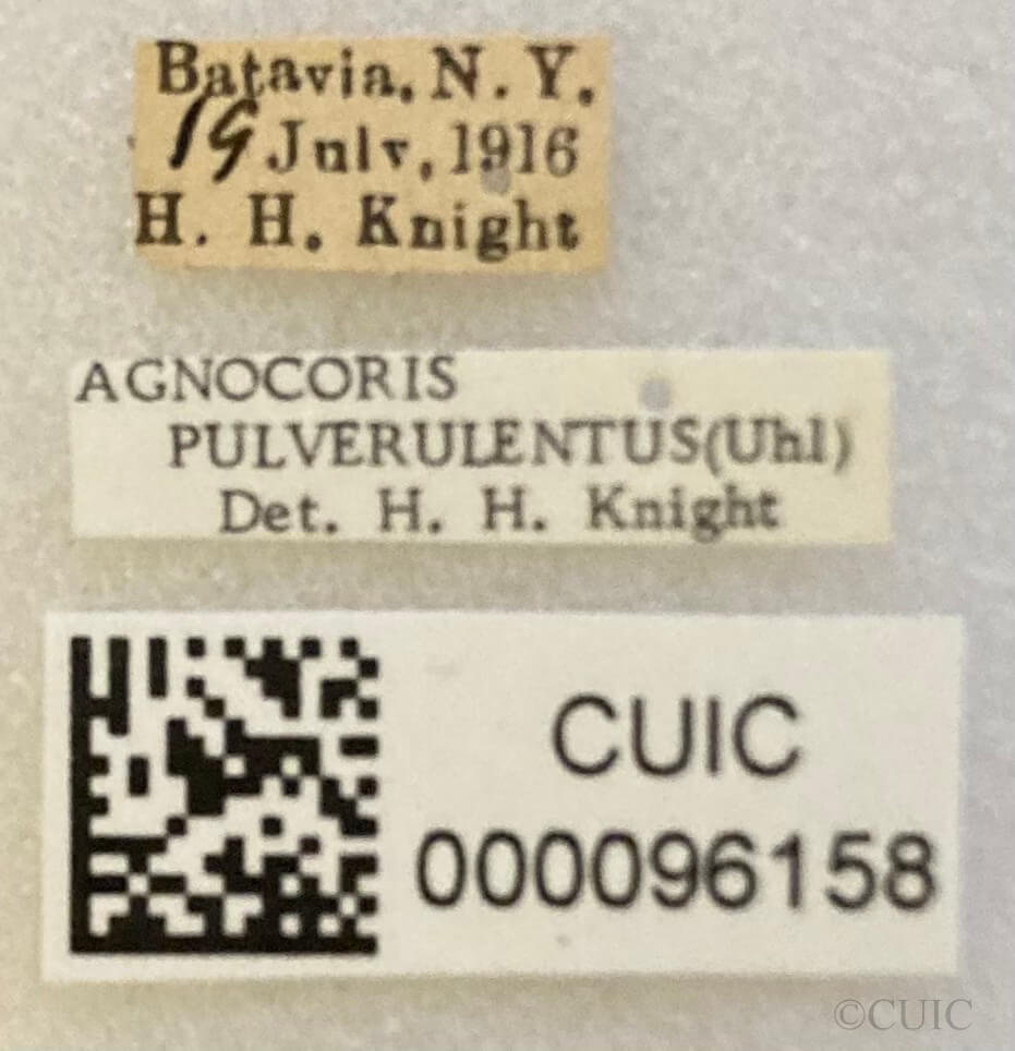 label view of adult Agnocoris pulverulentus 