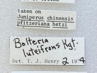label view of adult Bolteria luteifrons