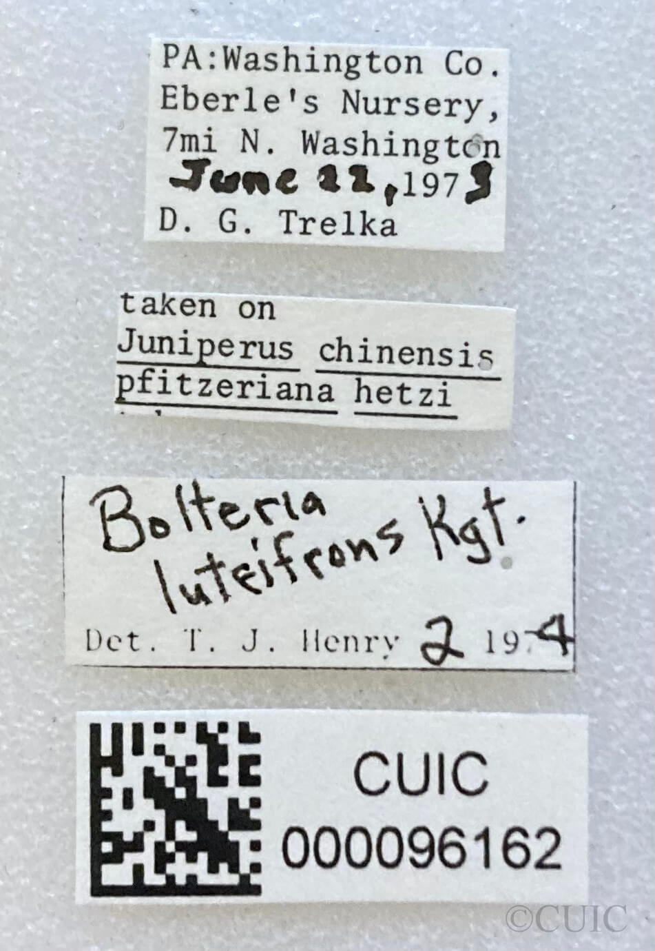 label view of adult Bolteria luteifrons