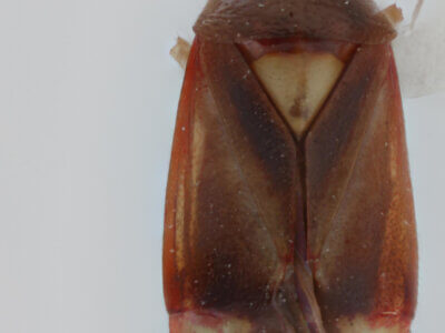 dorsal view of adult Bolteria luteifrons