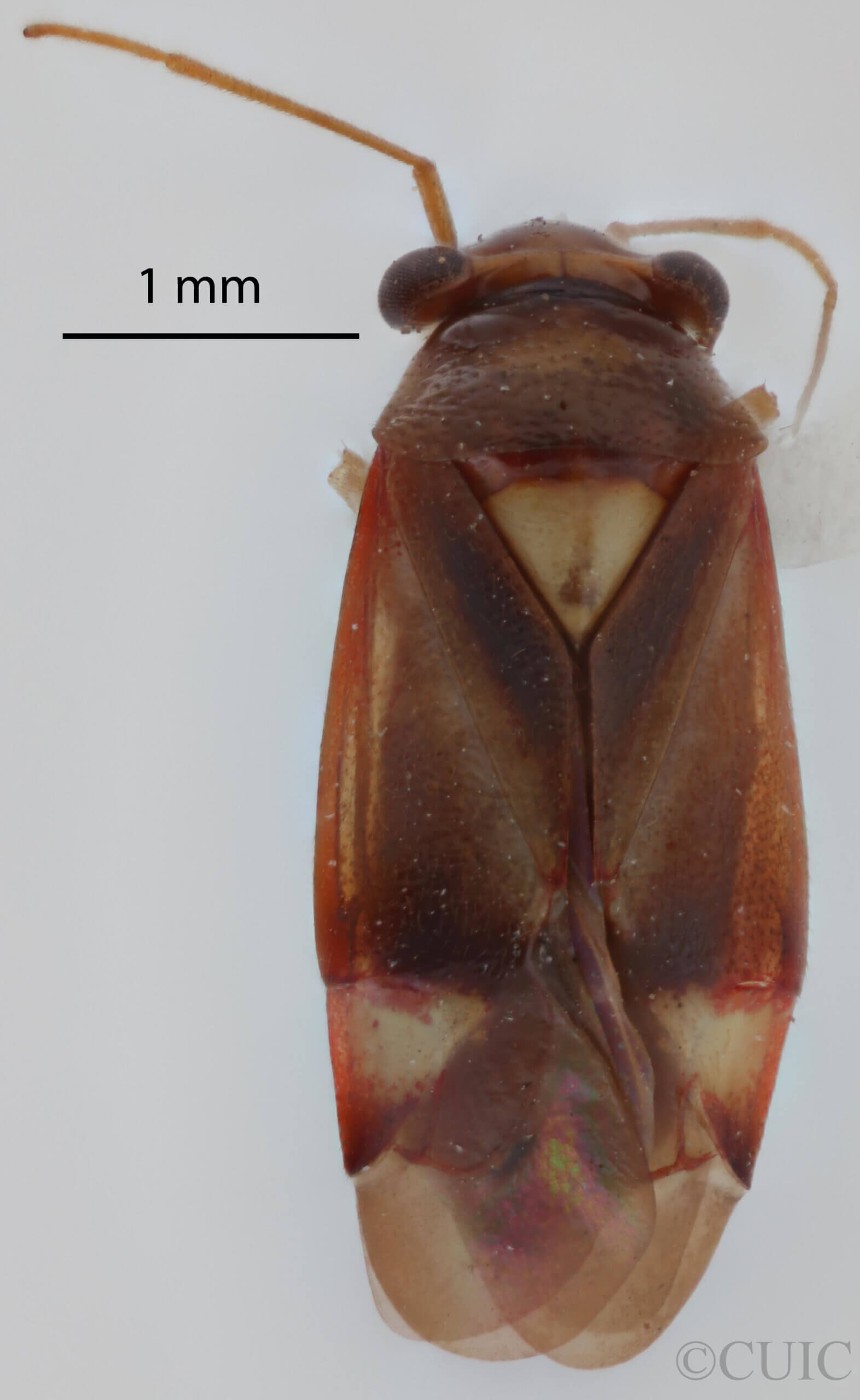 dorsal view of adult Bolteria luteifrons