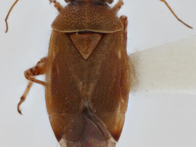 dorsal view of adult Camptozygum aequale