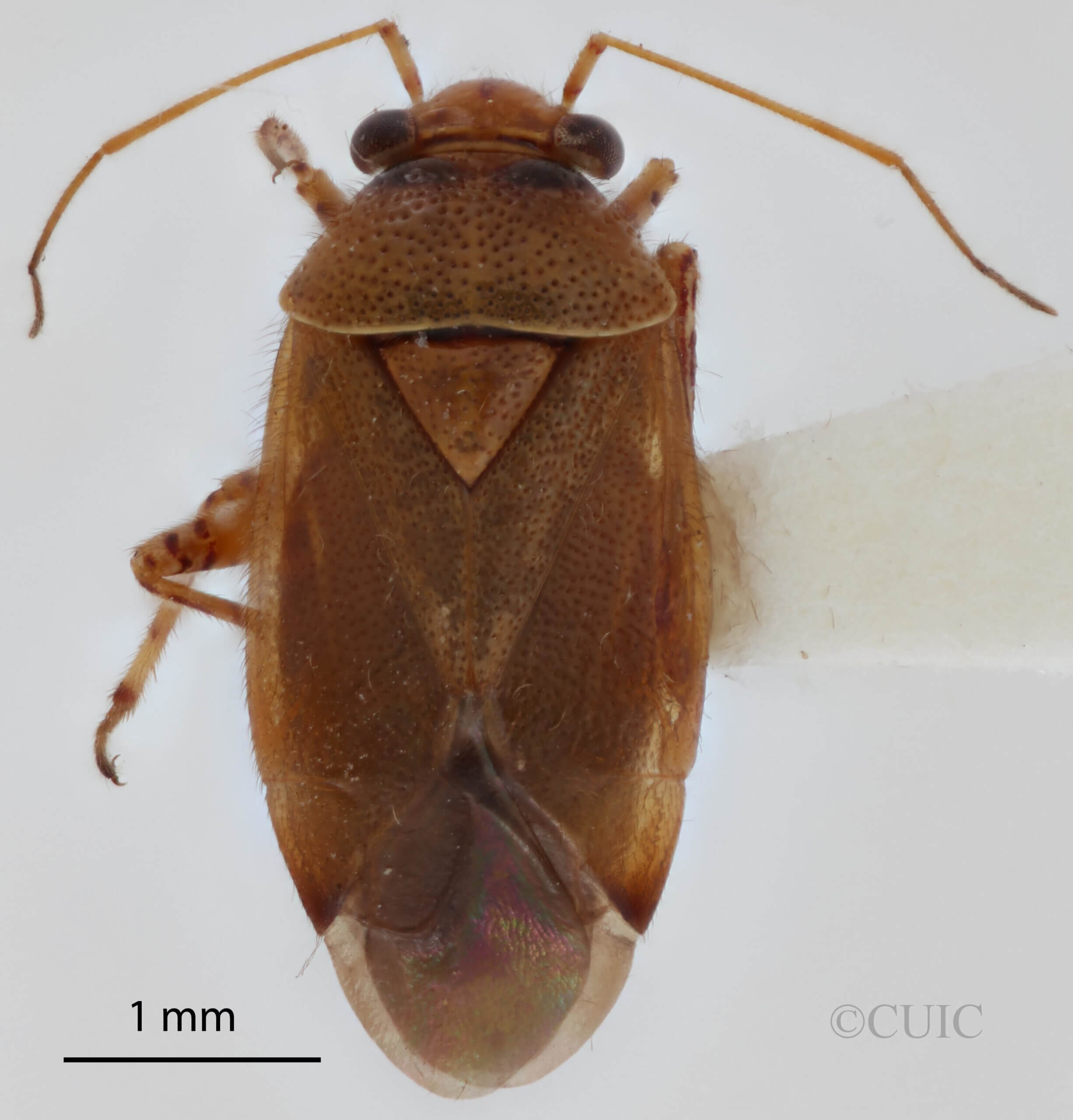 dorsal view of adult Camptozygum aequale