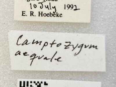 label view of adult Camptozygum aequale