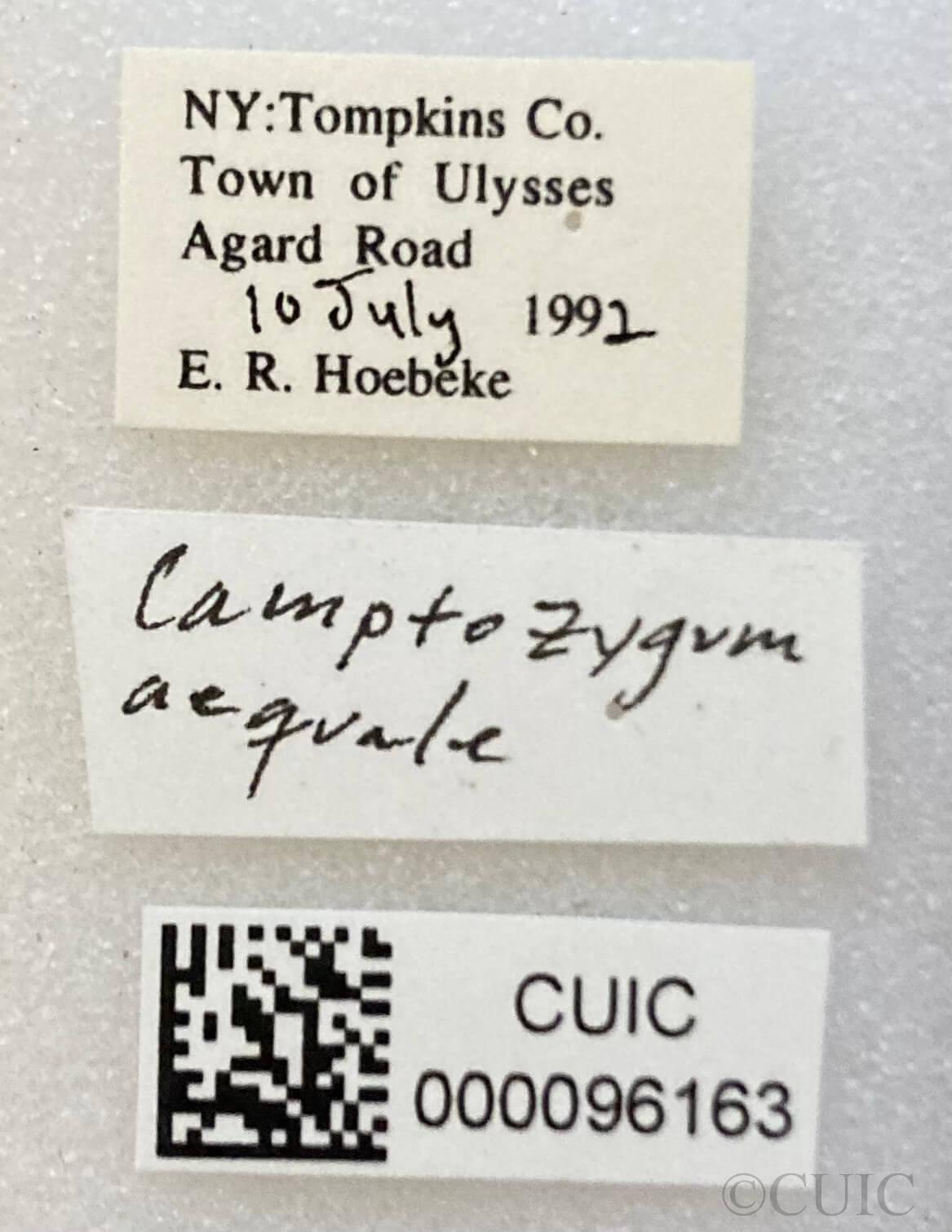 label view of adult Camptozygum aequale