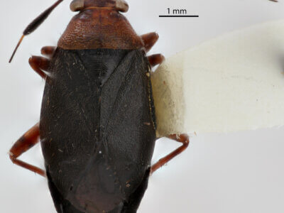 dorsal view of adult Capsus ater