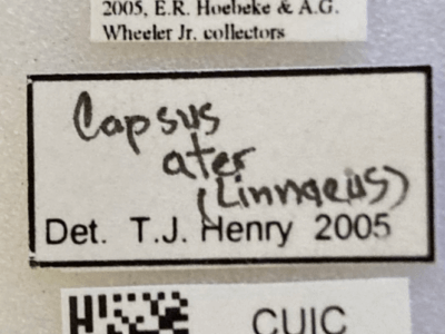 label view of adult Capsus ater
