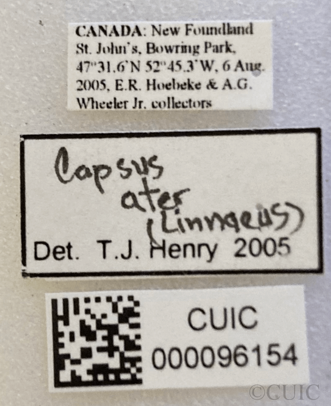 label view of adult Capsus ater