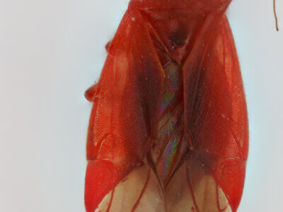 dorsal view of adult Coccobaphes frontifer 