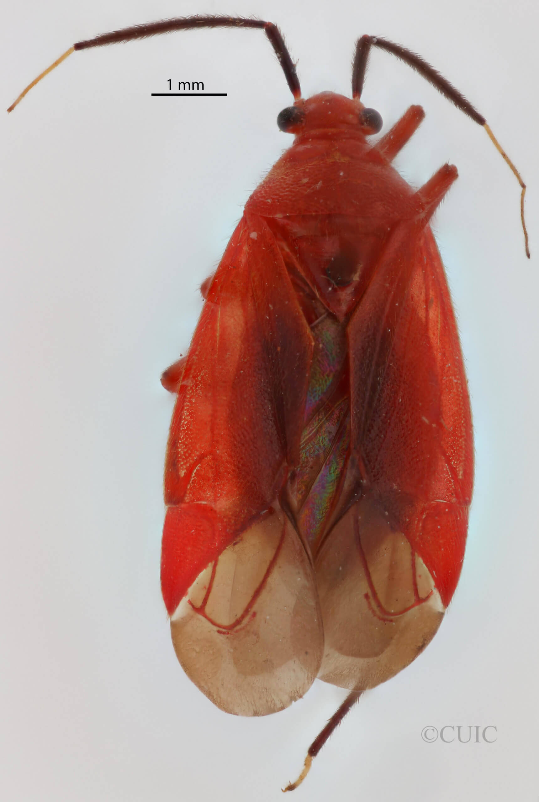 dorsal view of adult Coccobaphes frontifer 