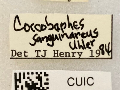 label view of adult Coccobaphes frontifer 