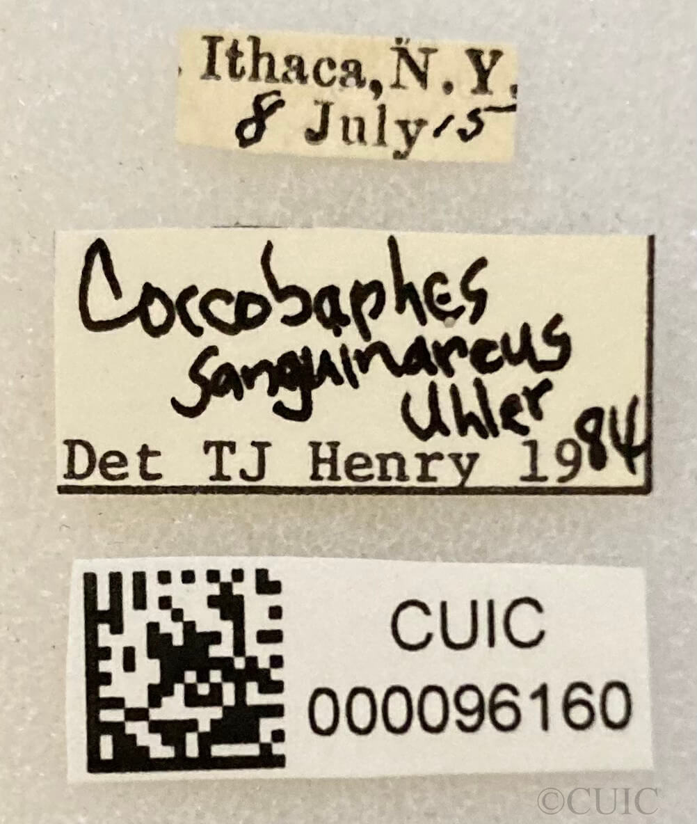label view of adult Coccobaphes frontifer 