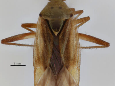 dorsal view of adult Closterotomus norwegicus
