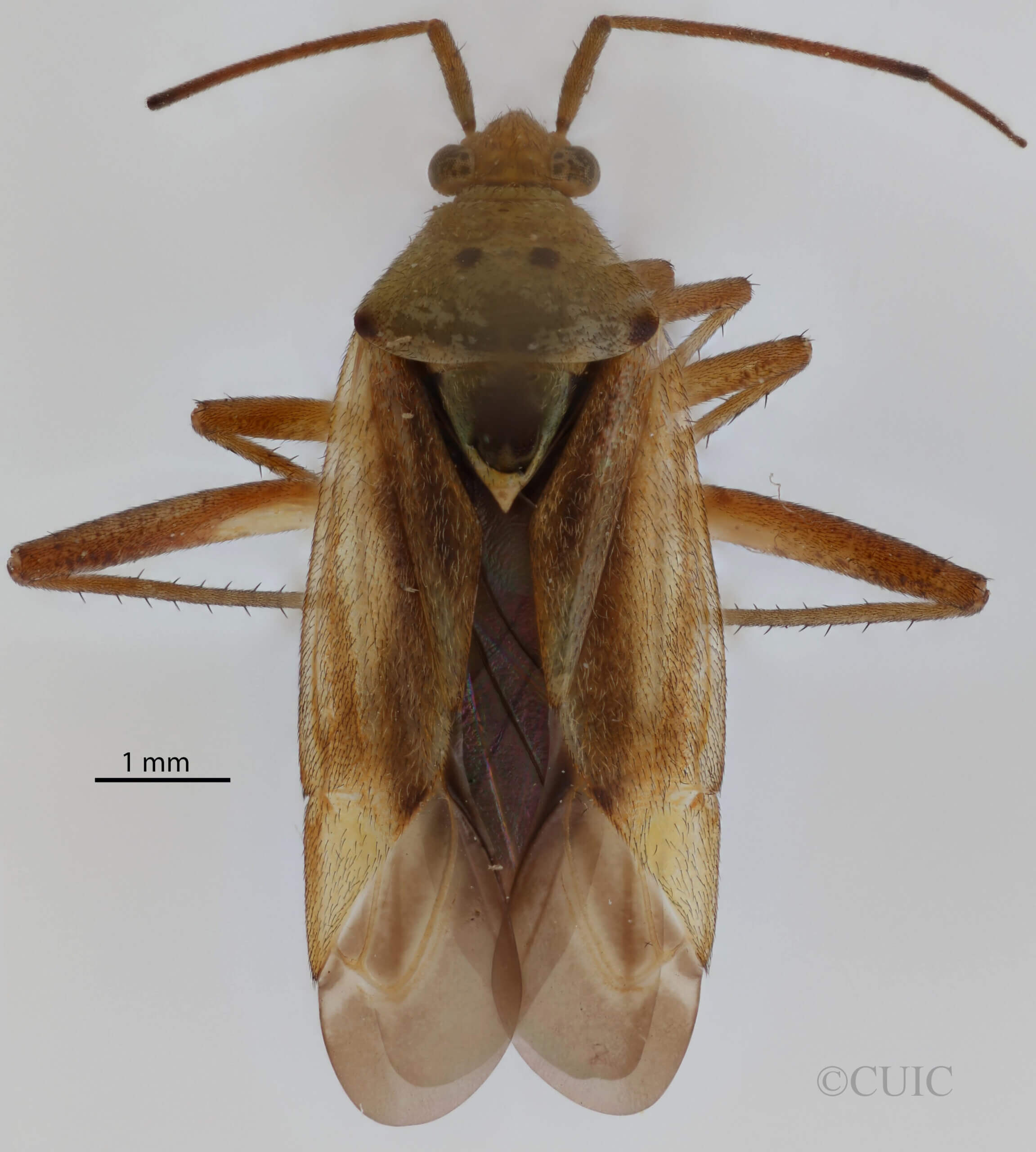 dorsal view of adult Closterotomus norwegicus