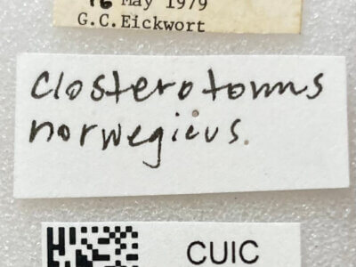 label view of adult Closterotomus norwegicus