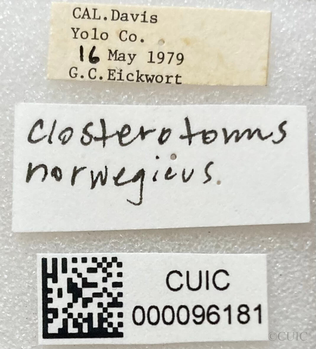 label view of adult Closterotomus norwegicus