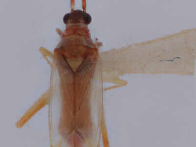 dorsal view of adult Campyloneura virgula 