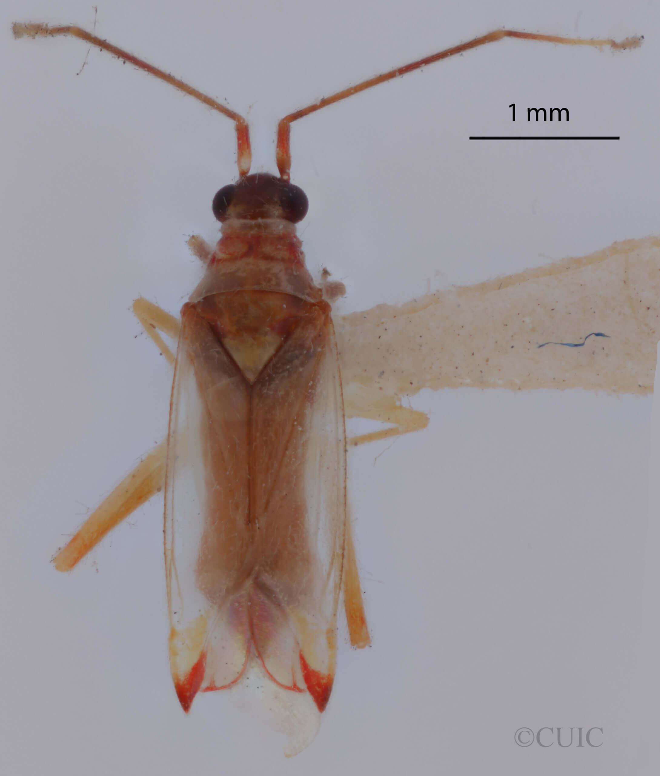dorsal view of adult Campyloneura virgula 
