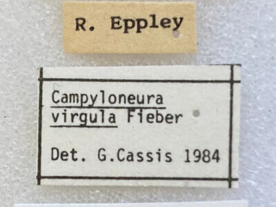 label view of adult Campyloneura virgula 