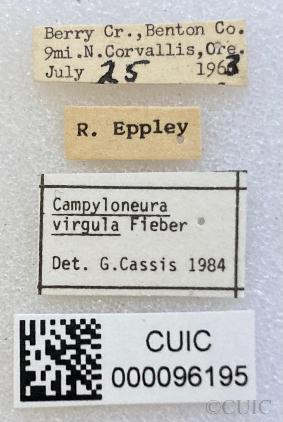 label view of adult Campyloneura virgula 