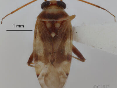 dorsal view of adult Dagbertus fasciatus