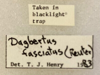 label view of adult Dagbertus fasciatus