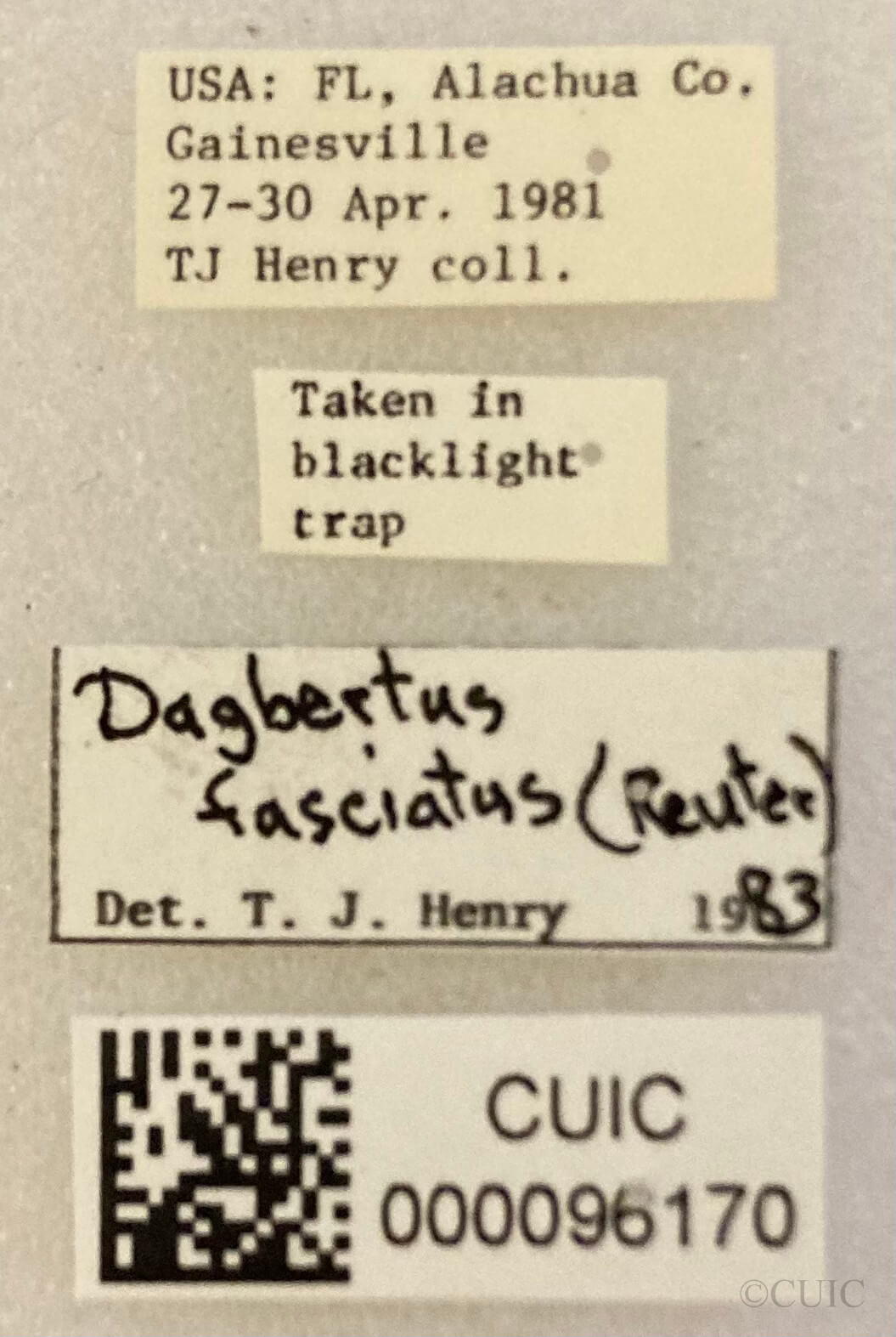 label view of adult Dagbertus fasciatus