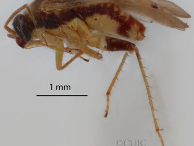 lateral view of adult Dagbertus fasciatus