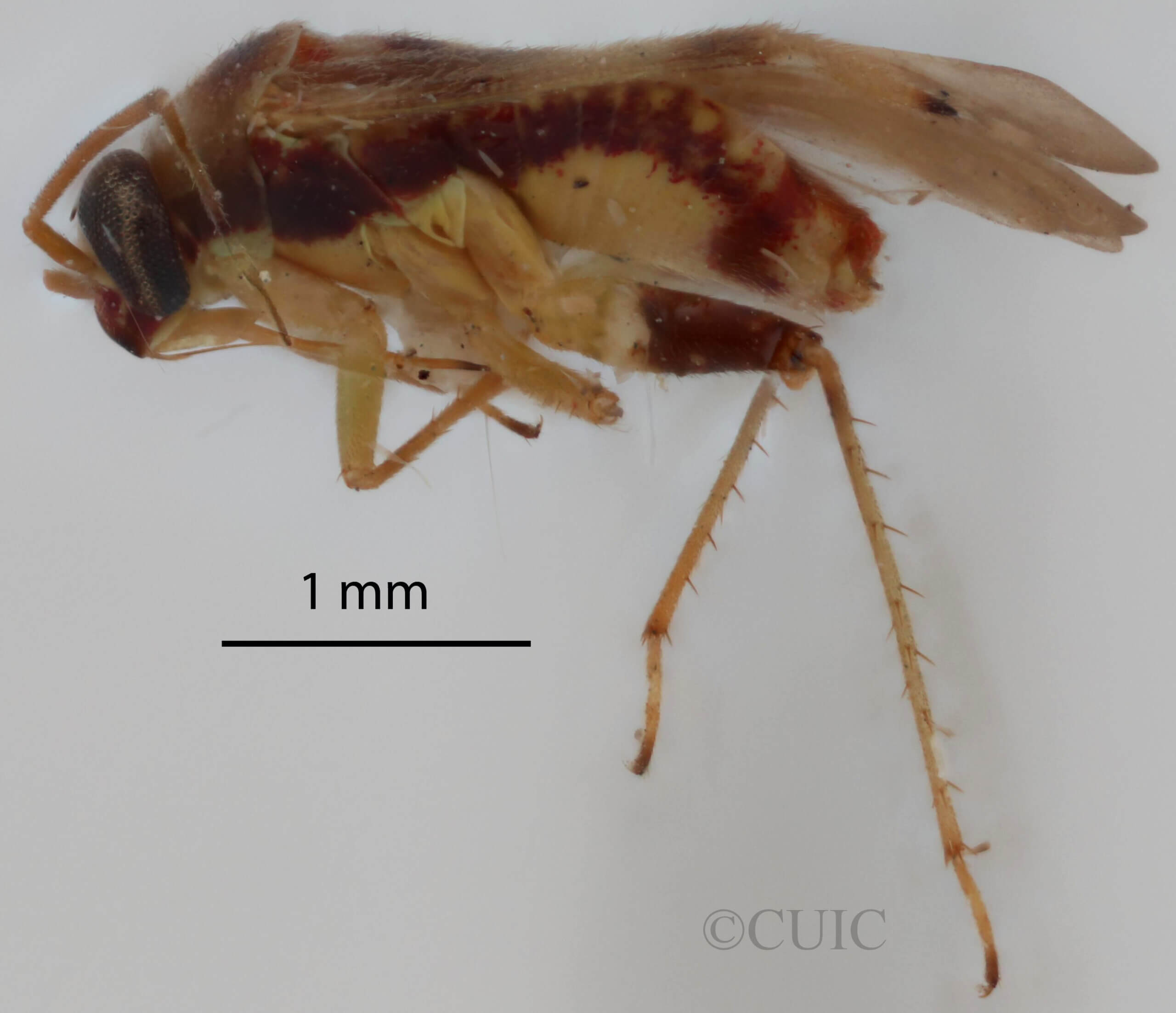 lateral view of adult Dagbertus fasciatus