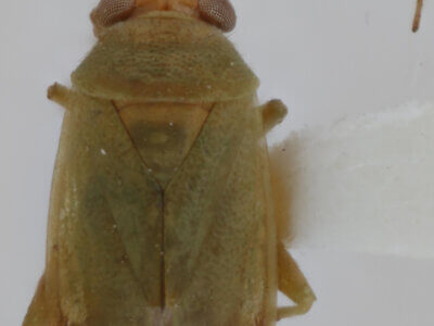 dorsal view of adult Dichrooscytus repletus 