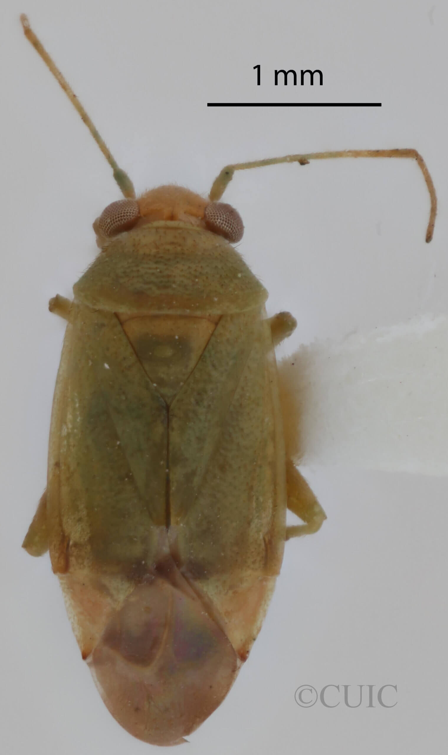 dorsal view of adult Dichrooscytus repletus 