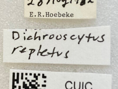 label view of Dichrooscytus repletus 