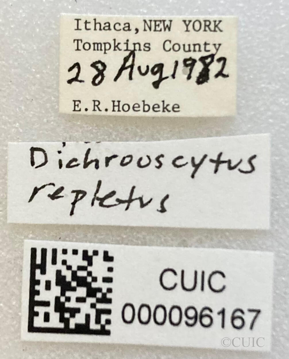 label view of Dichrooscytus repletus 