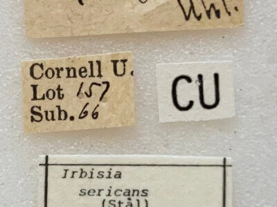 label view of adult Irbisia sericans