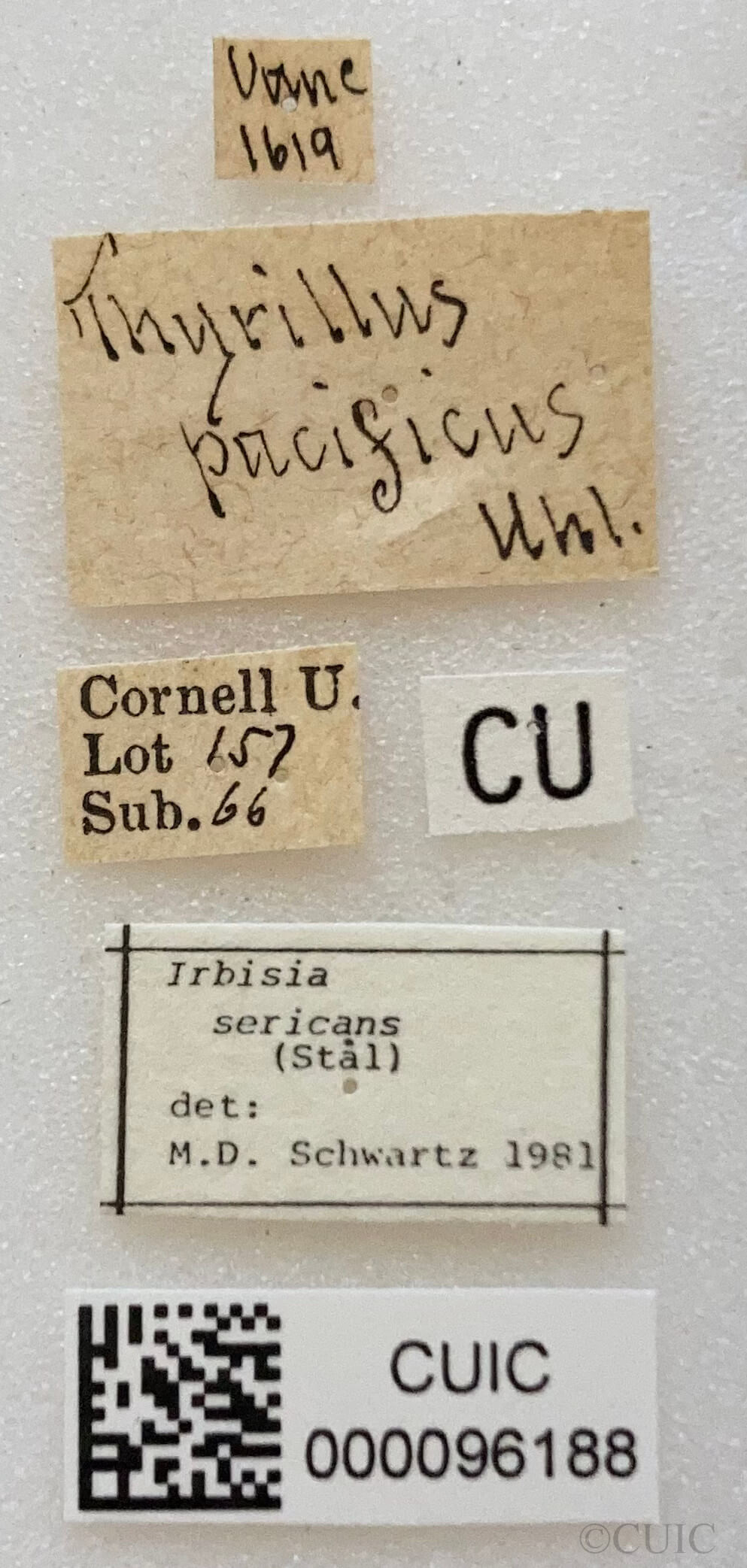 label view of adult Irbisia sericans