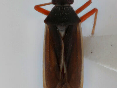 dorsal view of adult Garganus fusiformis