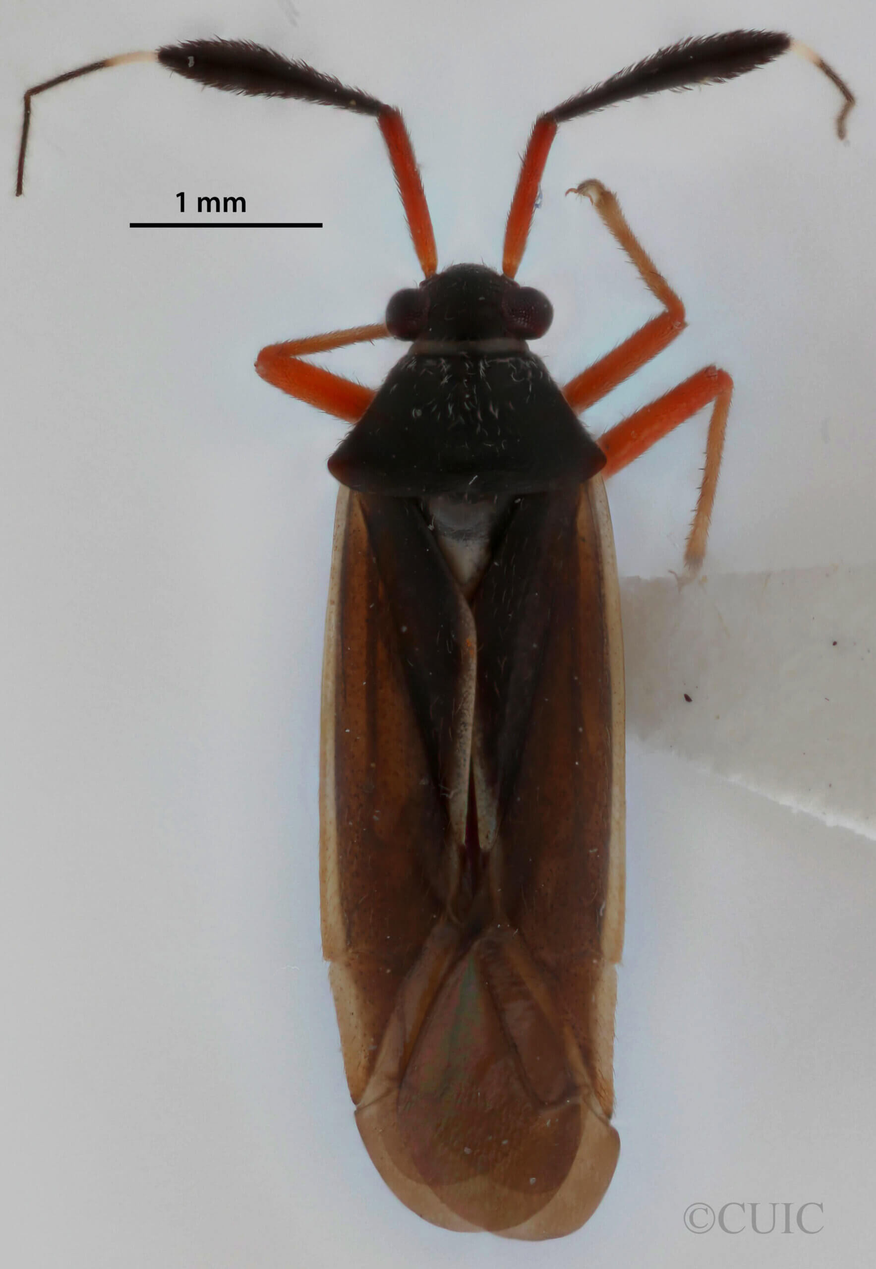 dorsal view of adult Garganus fusiformis