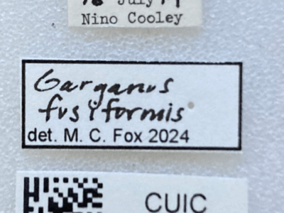 label view of adult Garganus fusiformis