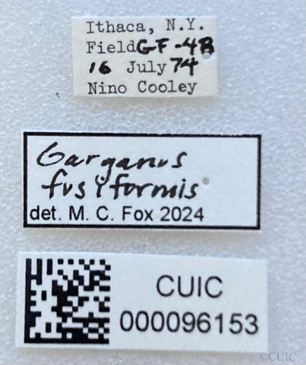 label view of adult Garganus fusiformis
