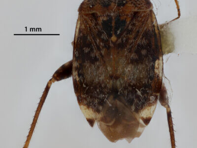 dorsal view of adult Henrylygus nubilus