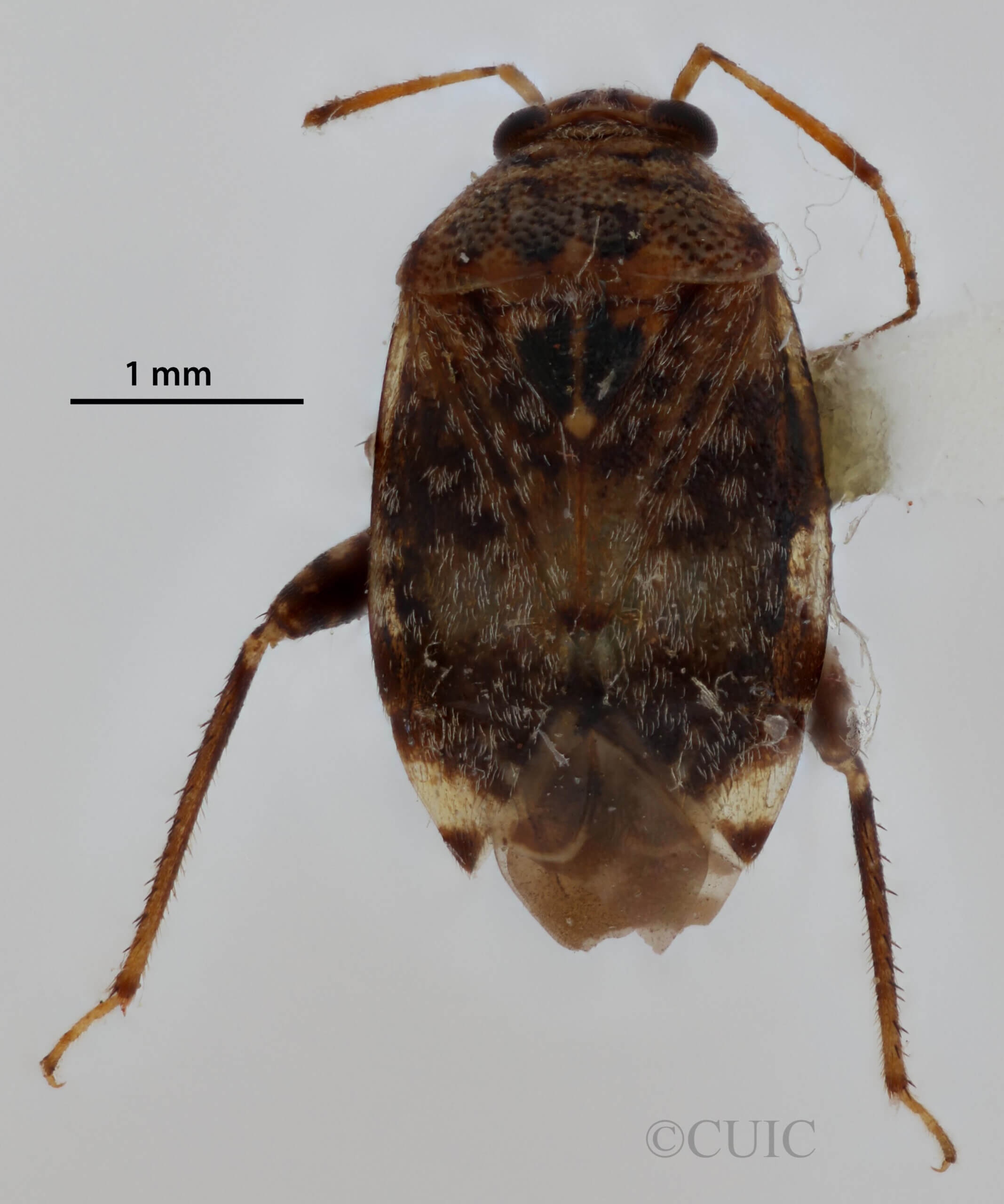 dorsal view of adult Henrylygus nubilus