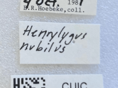 label view of adult Henrylygus nubilus
